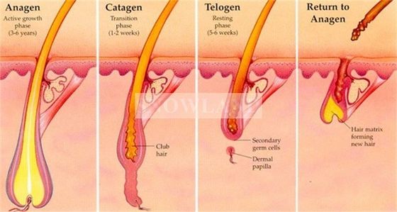 Alma laser soprano ice platinum triple wave laser 755 808nm 1064 nm Germany bar diode laser hair removal machine